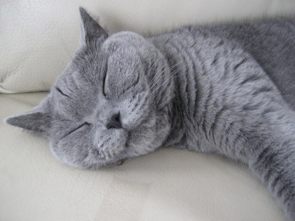 cat