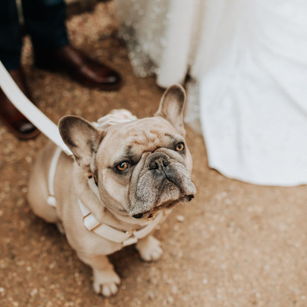 French bulldog stands next to bride and groom outside at wedding