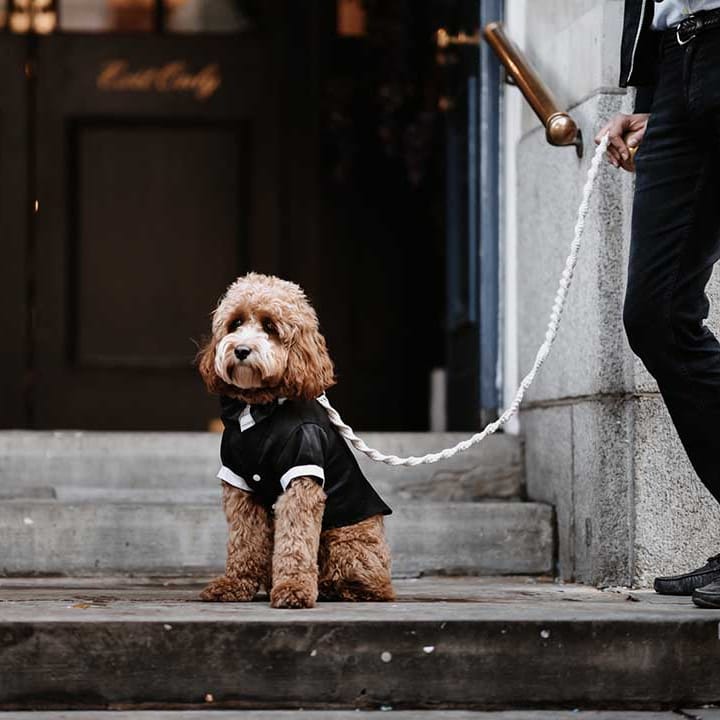Gorgeous ginger cockapoo dog dressed in wedding suit outside Chelsea town hall