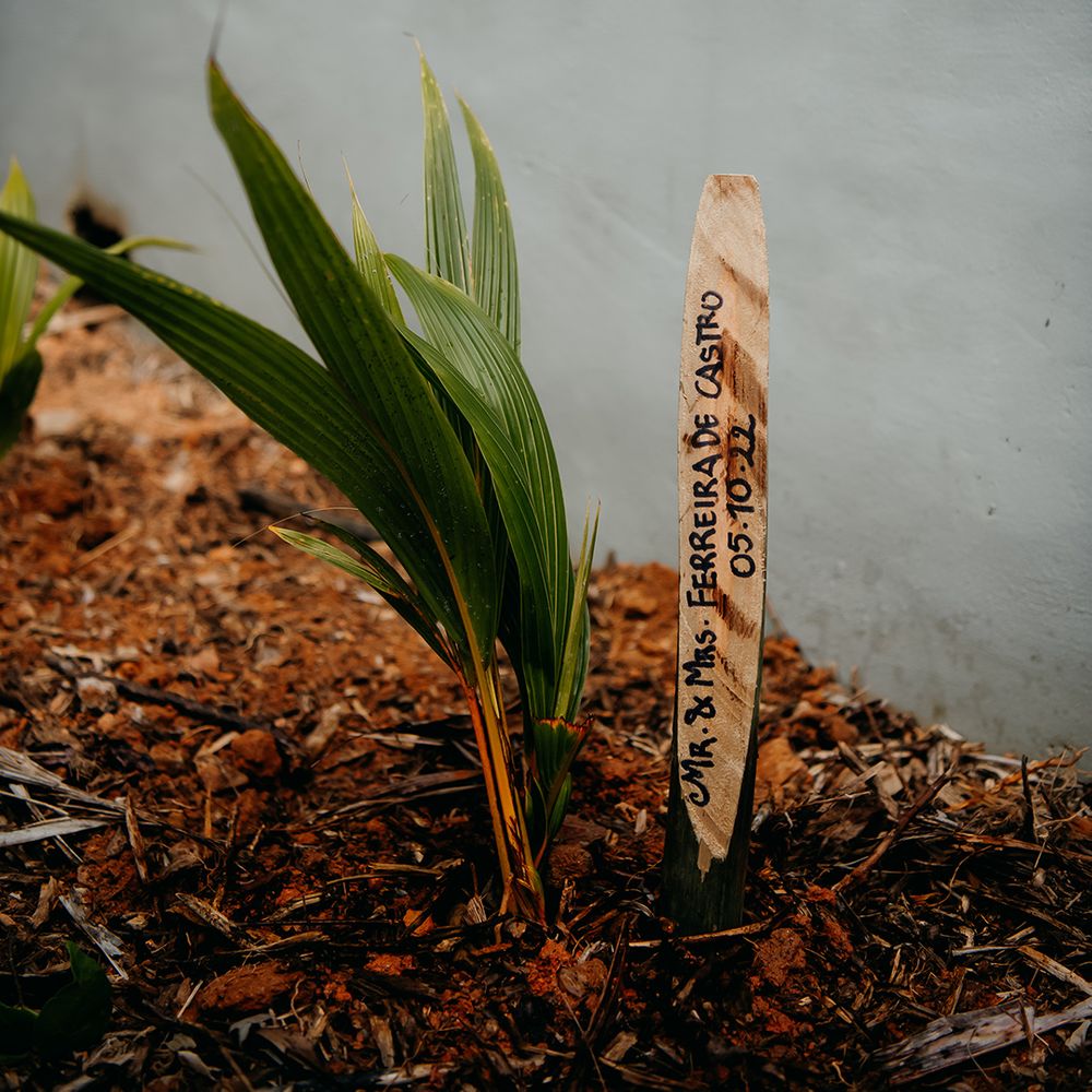 Growing plant with personalised engraved wooden plant stick label
