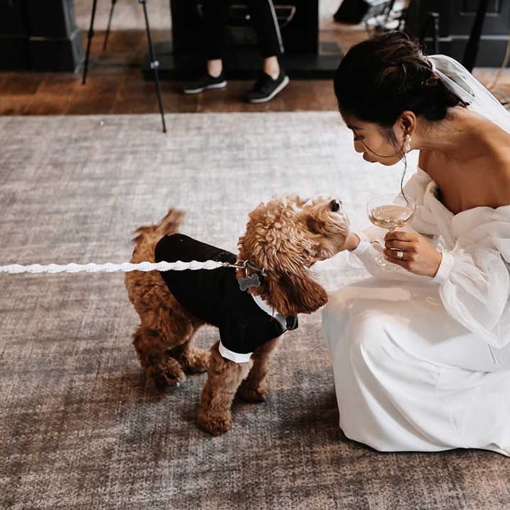 Cockapoo dog all suited and booted with Bride drinking bubbles 