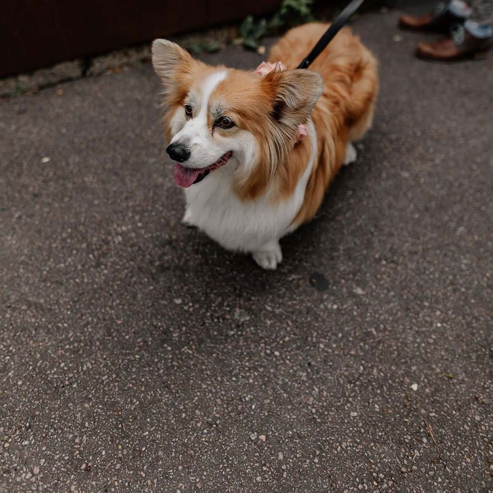 Cute corgi puppy at stylish Hackney Studios wedding