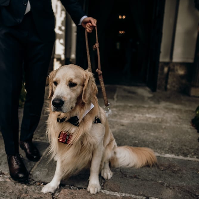 Golden retriever ring bearer at Salzburg destination wedding. 