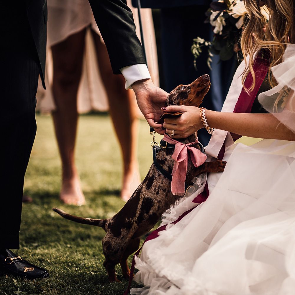 Bride in white Halfpenny London Mayfair dress with ruffled sleeves kneels stroking daschund in pink bow at garden wedding reception in Cornwall