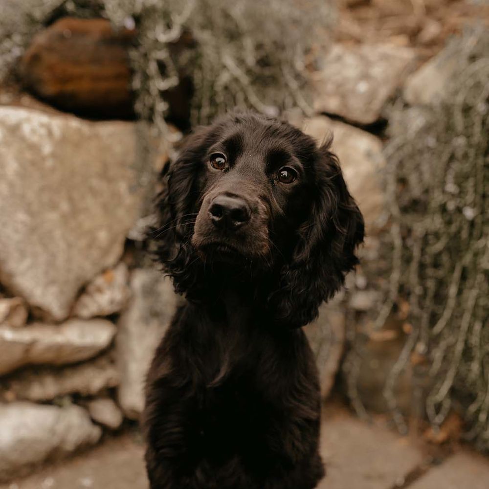 Black cocker spaniel puppy at Petersham Hotel in Richmond
