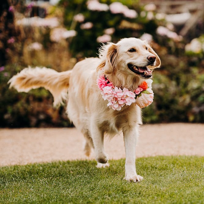 Golden retriever with pink flower collar 