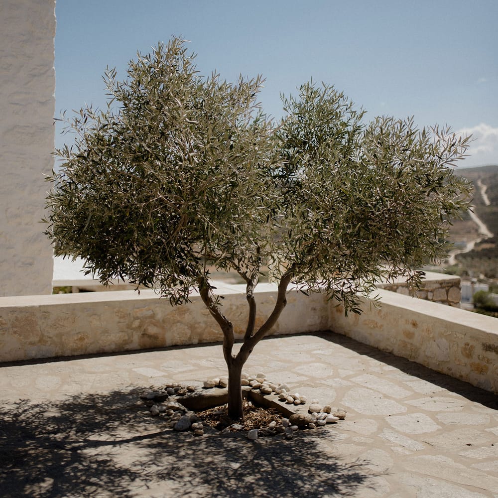 Olive tree decor at white chapel elopement in Paros, Greece