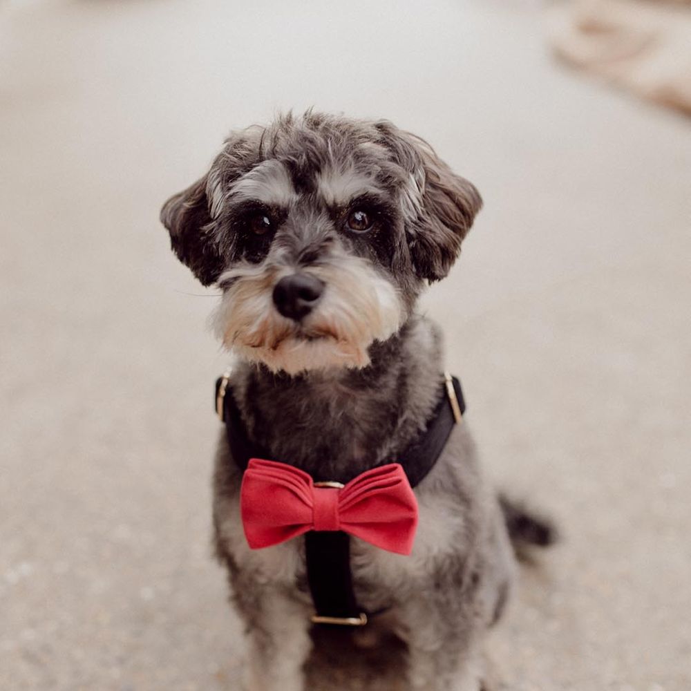 Bride and groom's pet dog with a pink bow tie 