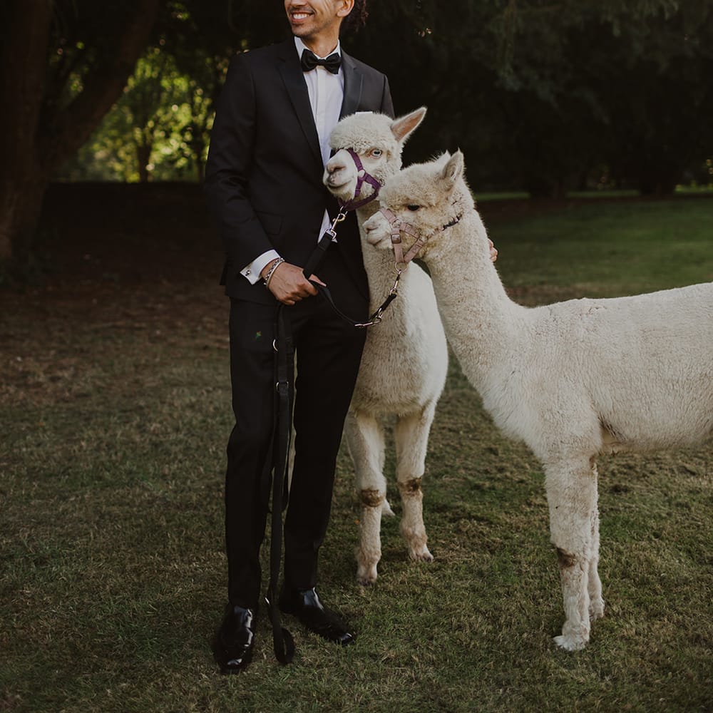 Groom in a tuxedo with Llama's 
