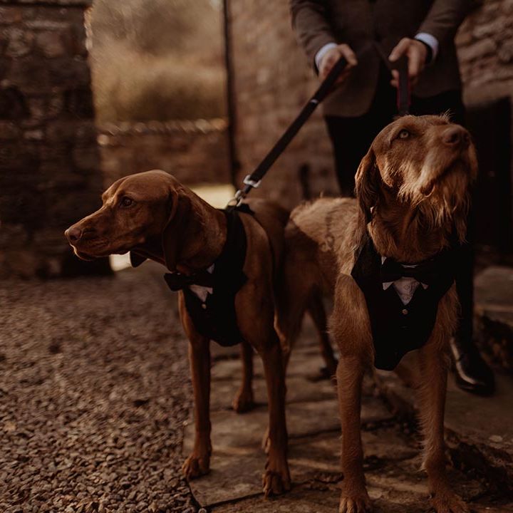 Bride and groom's pet dogs wearing tuxedo outfits for barn wedding