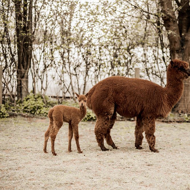 Alpacas at The Barn at Drovers farm wedding venue in Herefordshire 