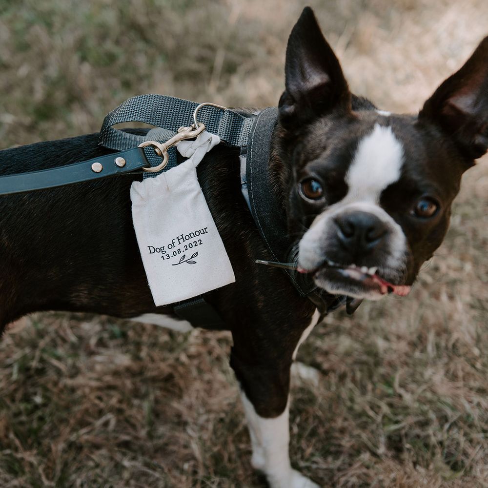 Pet dog, Brains, with a cute personalised dog of honour badge with the wedding date 
