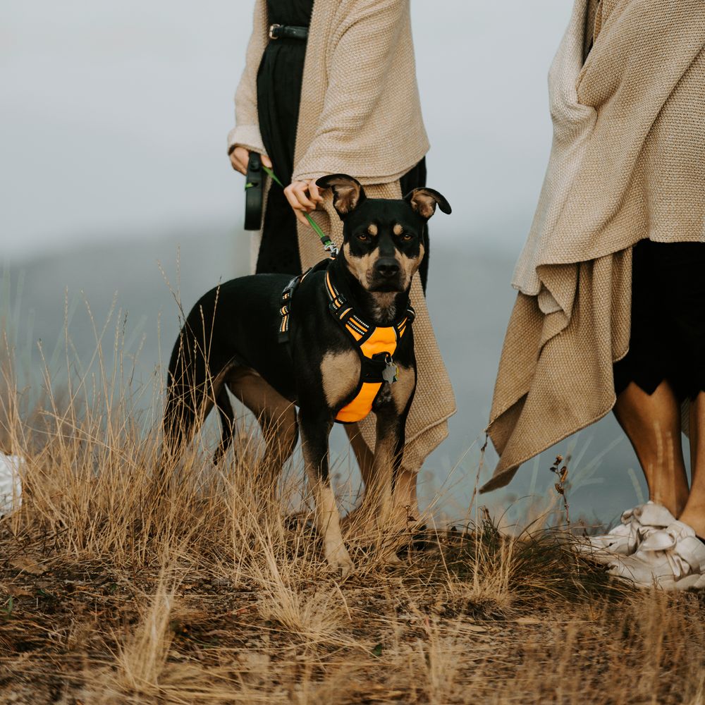 Wedding guest stands with dog during wedding ceremony