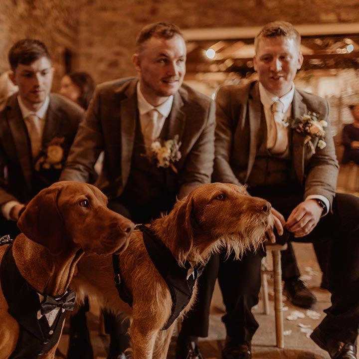 Groomsmen in matching brown suits hold onto the leads of the two pet dogs of the bride and groom in tuxedo outfits 