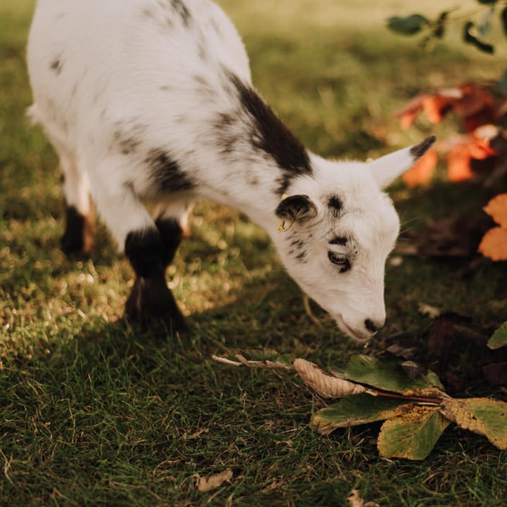 Goat at Reymerston Hall
