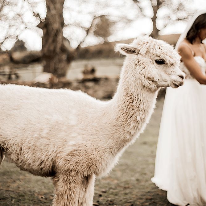 Two brides at petting the alpacas at their farm wedding venue in Herefordshire