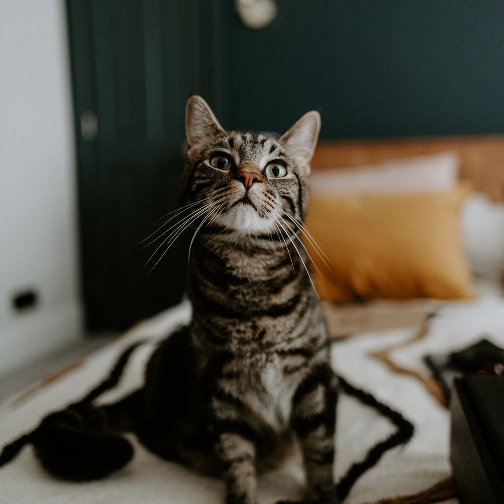 Couples pet cat looks at camera 