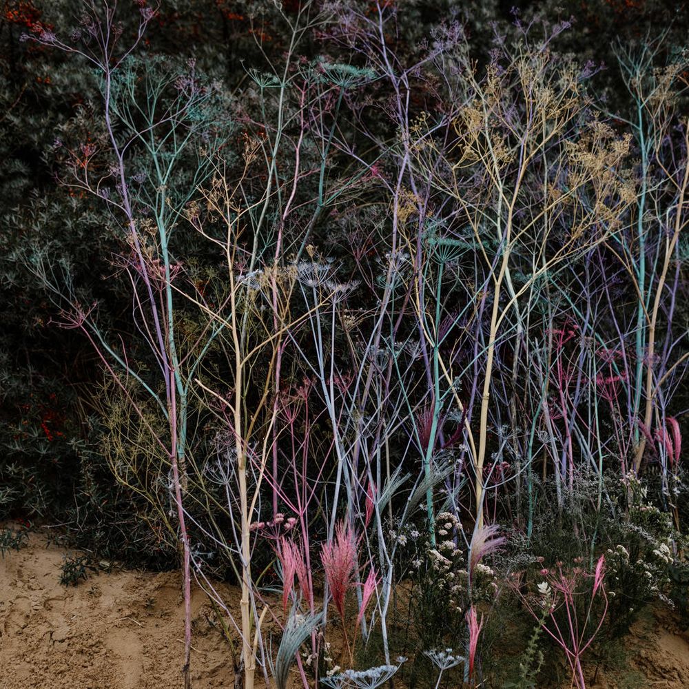 spray painted Scabiosa stems in the sand at beach elopement 