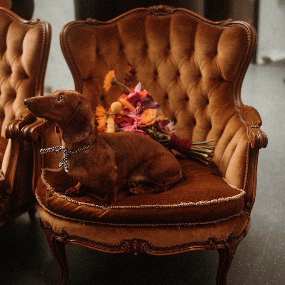 Sausage dog sitting on burnt orange crushed velvet armchair at German wedding 
