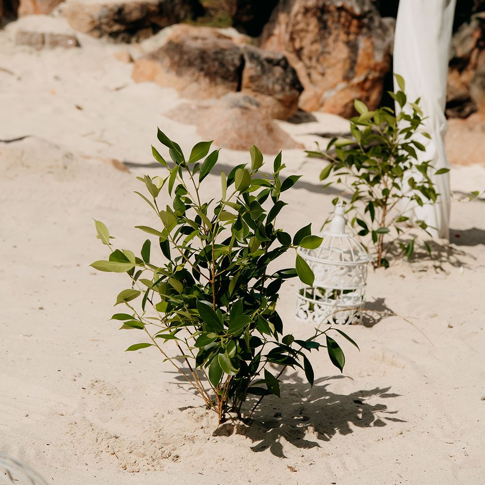 Bunch of tropical syzygium formosanum planted on the beach of Praslin Island, Seychelles