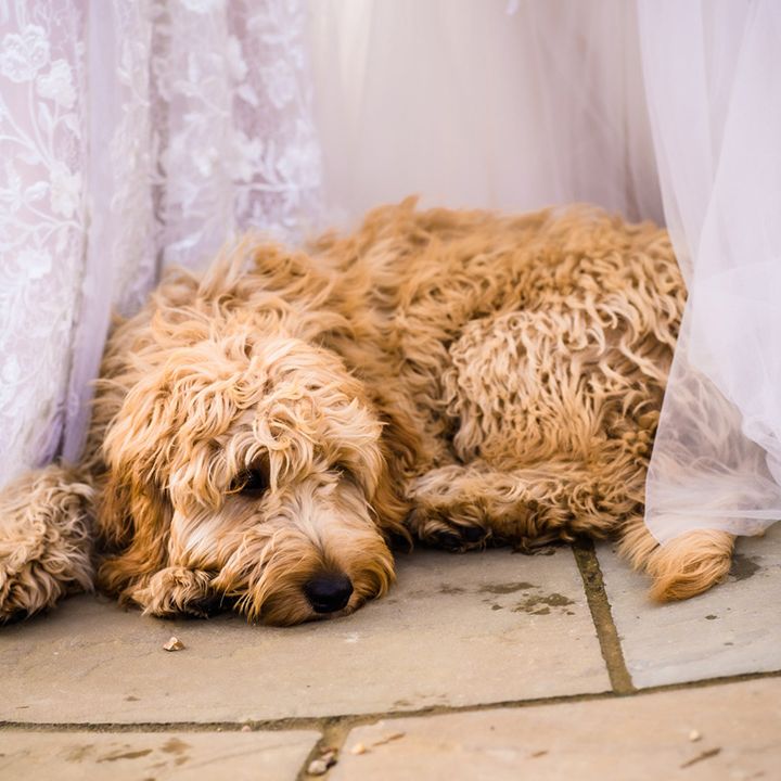 The couple's pet dog lays on the floor between them after being their ring bearer 