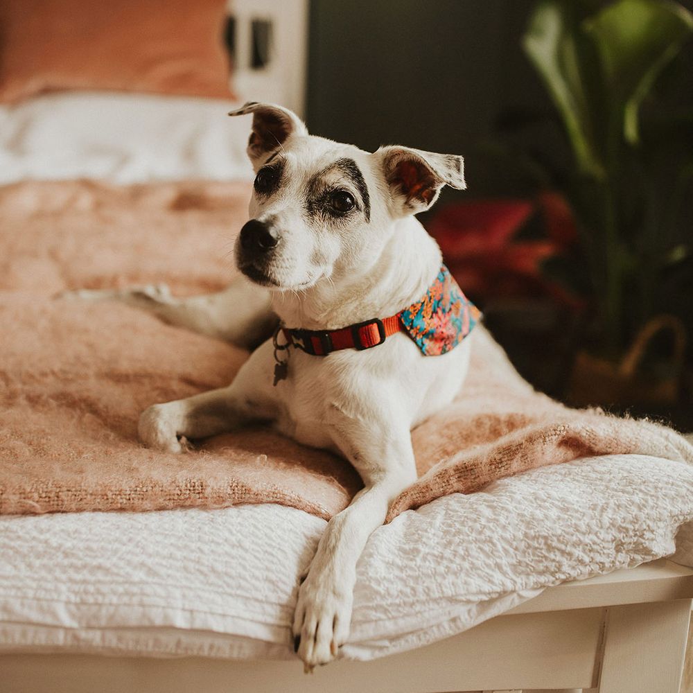 Pet dog on wedding morning in floral harness 