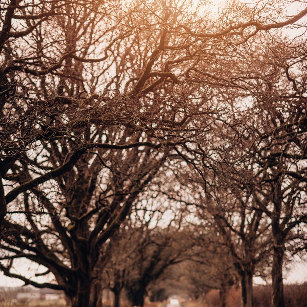 Bride & groom kiss under trees in the winter and bride wears white shawl 