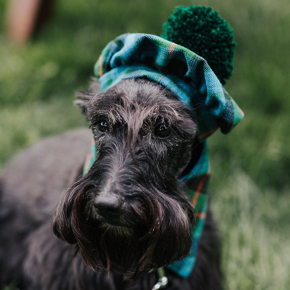 Scotty dog in a blue and green tartan beret 