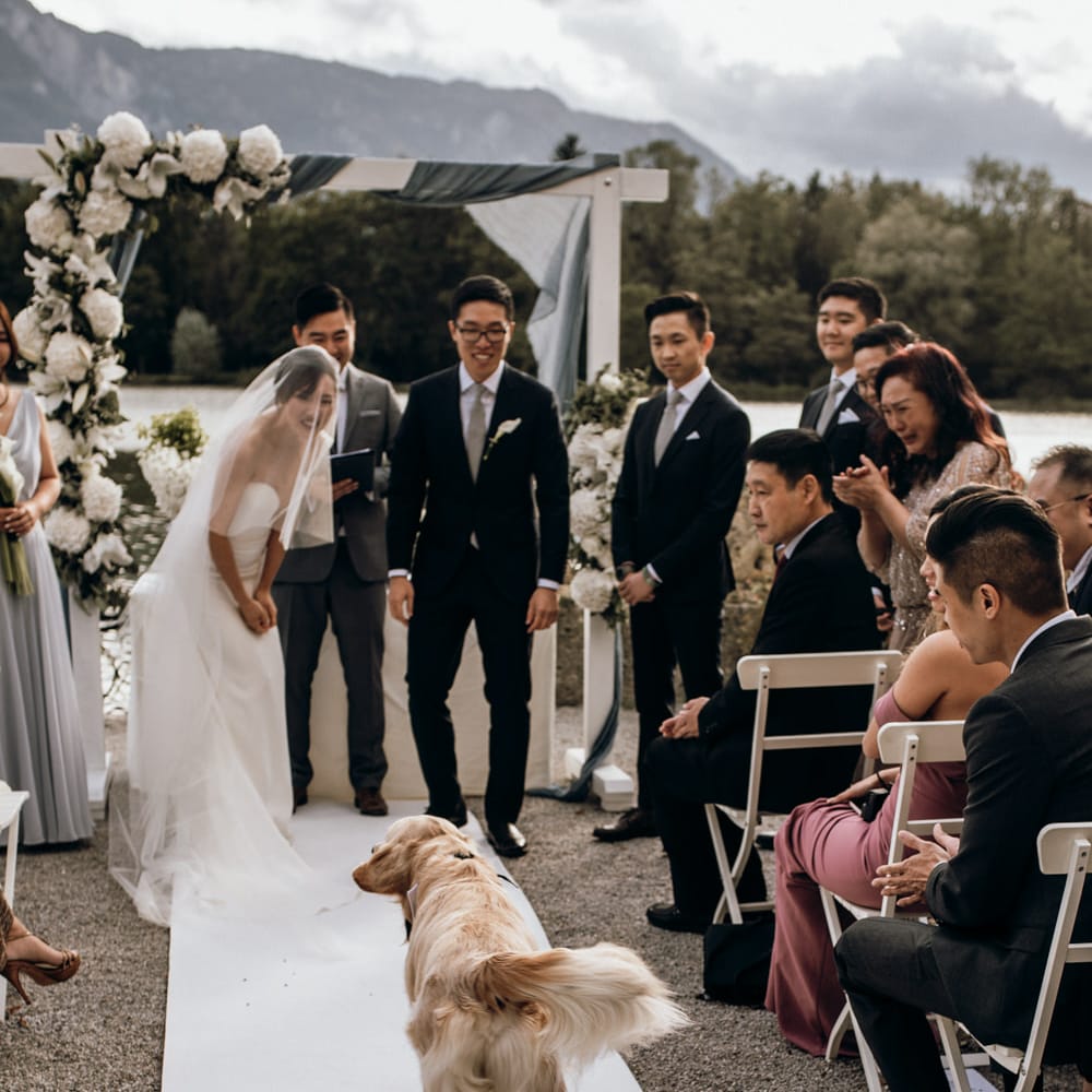 Golden retriever ring bearer walking down the aisle 