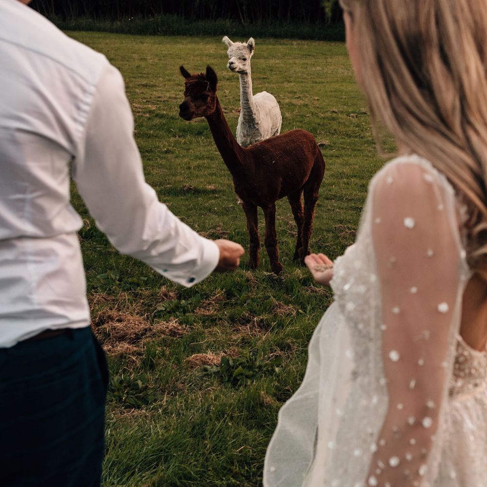 Bride in open back long mesh sleeve wedding dress and flower crown and groom in white shirt hold out hands to two llamas during outdoor wedding reception