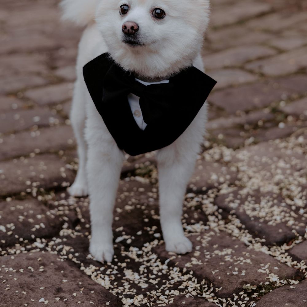 Cute fluffy white dog wearing a tuxedo dog wedding outfit for the classic wedding day 