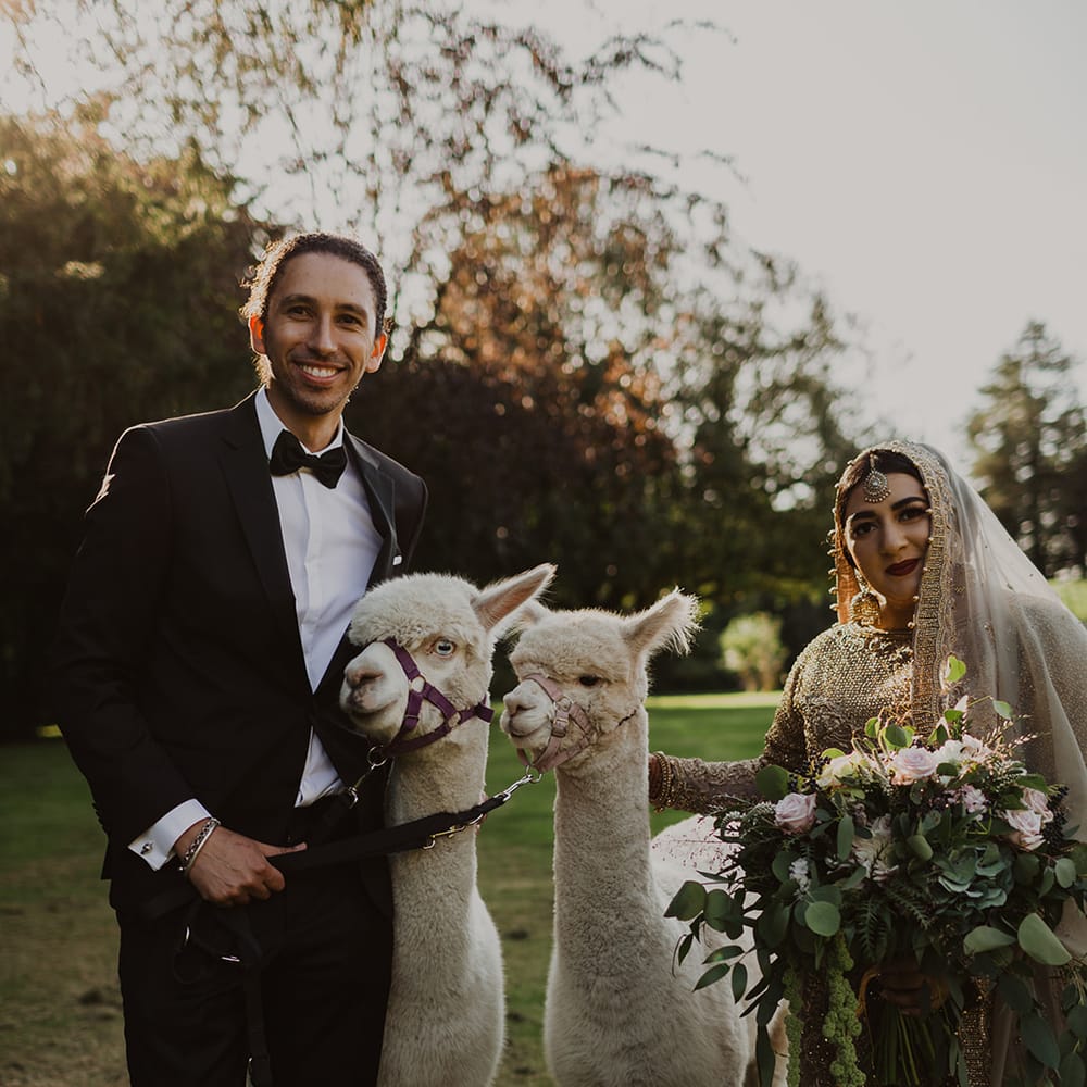 Bride and groom with Llamas 