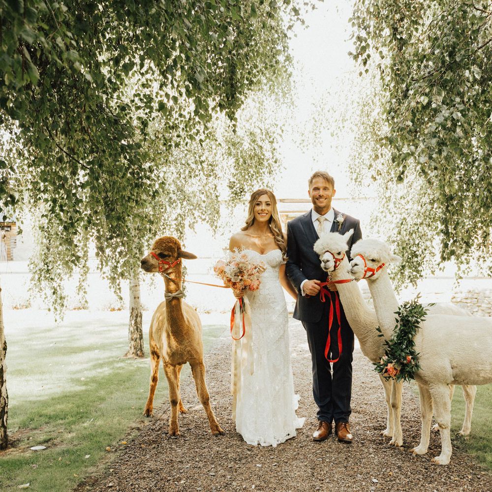 Bride and Groom with Alpacas at Tythe Barn Wedding