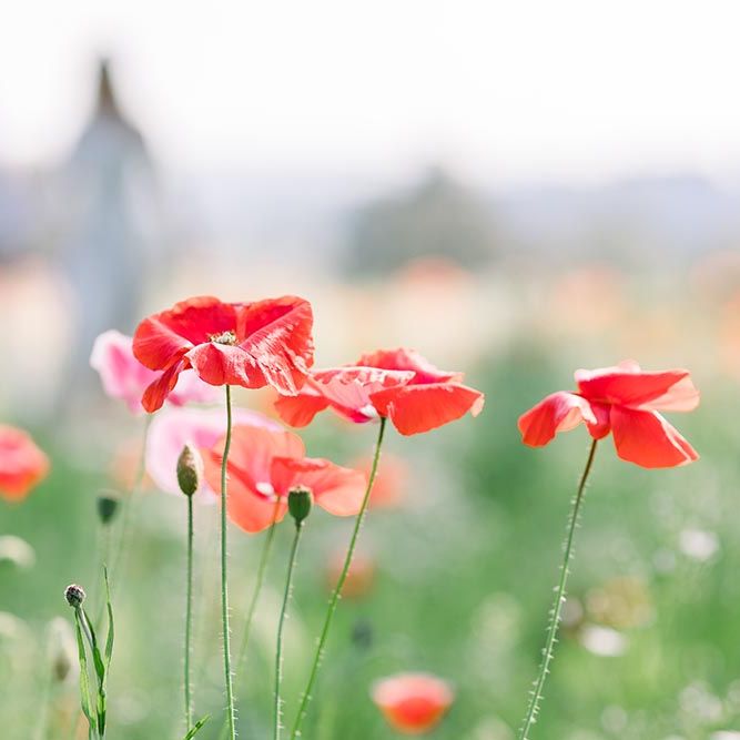 Red poppies in a field at Garthmyl Hall country house wedding wedding 