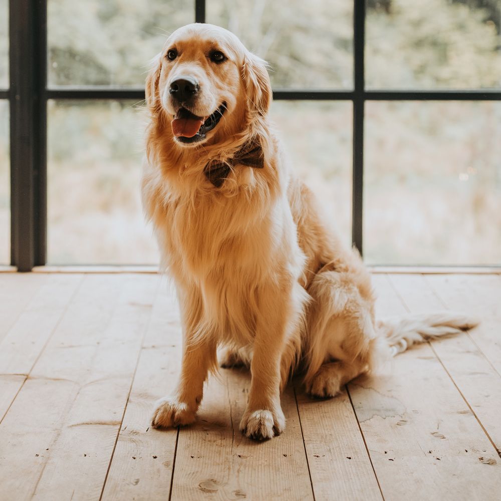 Golden retriever in bow tie sits by window at barn wedding reception 