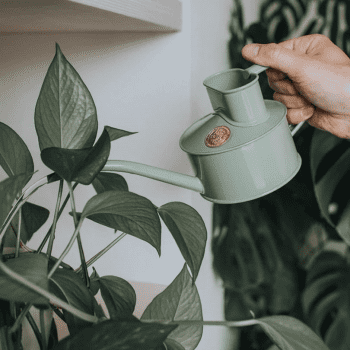 Sage green watering can 