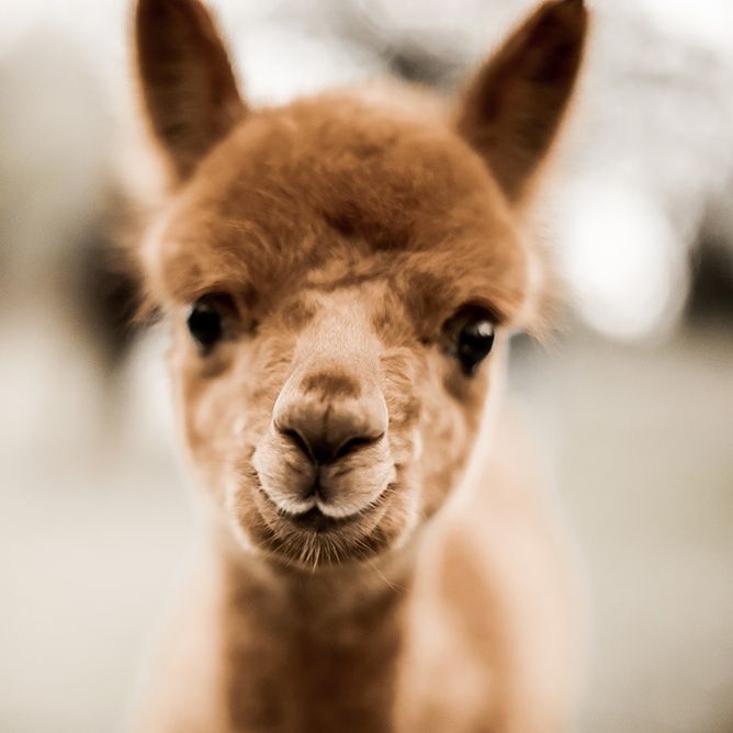 alpaca at farm wedding venue 