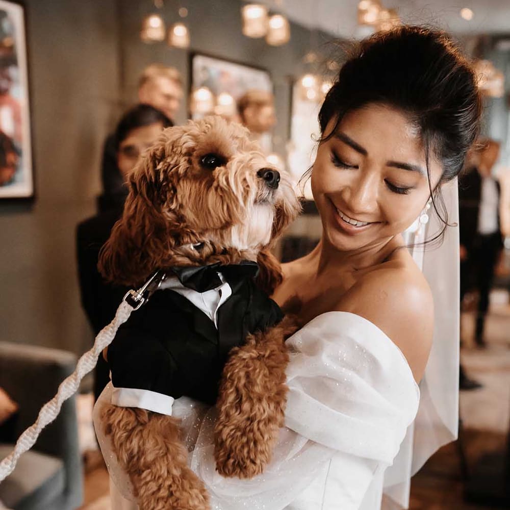 Cockapoo wedding guest dog wears a black bow tie as he is cuddled by the bride