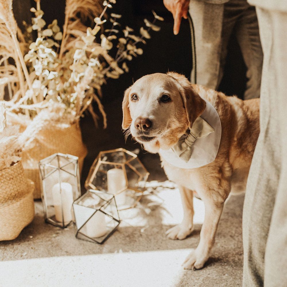 Labrador with white neckerchief and sage green bow tie stands next to woven baskets full of pampas grass and dried leaves and candleholders before wedding at Anran Devon