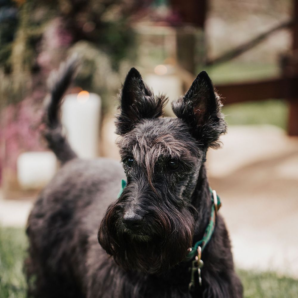 Black Scotty dog with green collar 