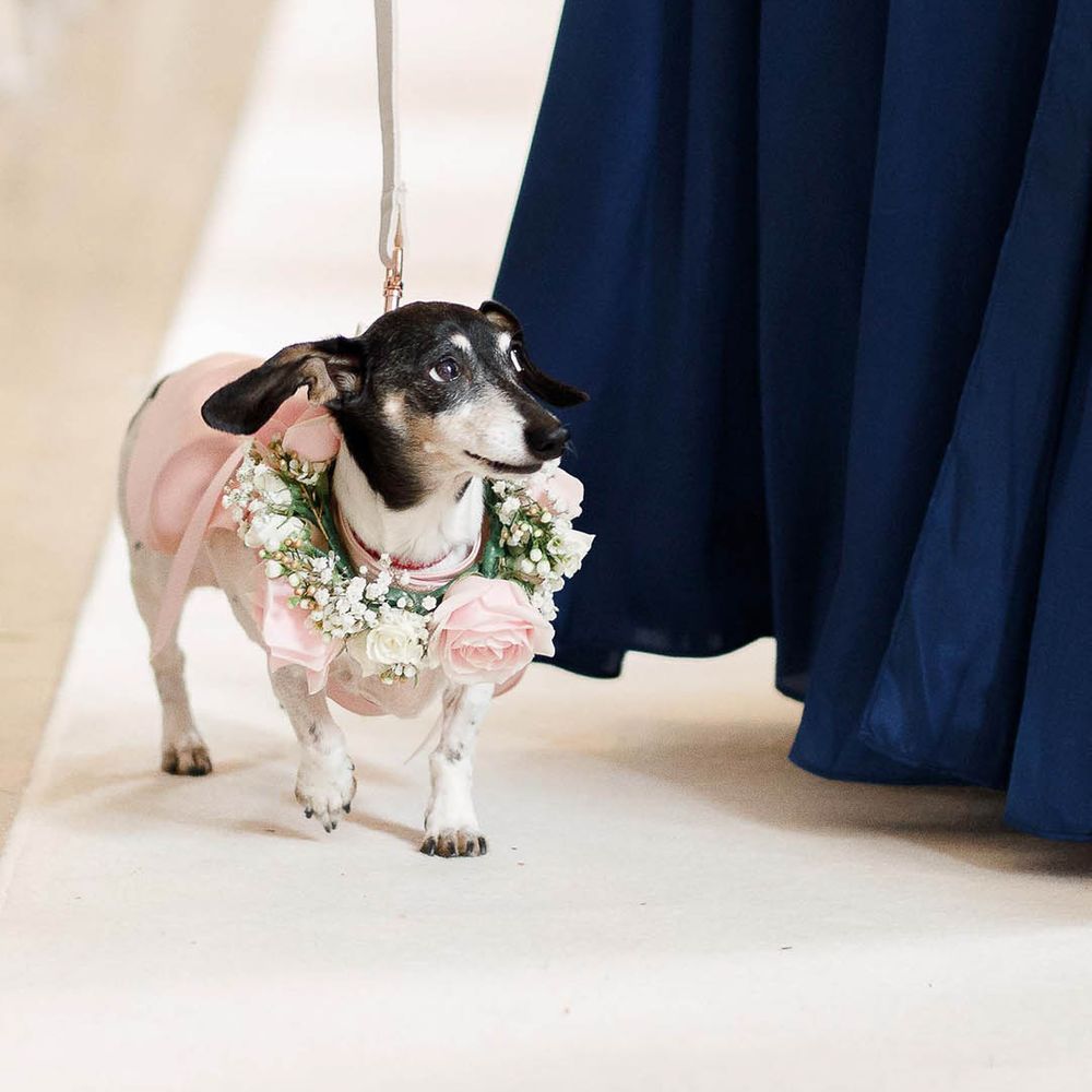 Dog ring barer walks down the aisle with a floral collar 
