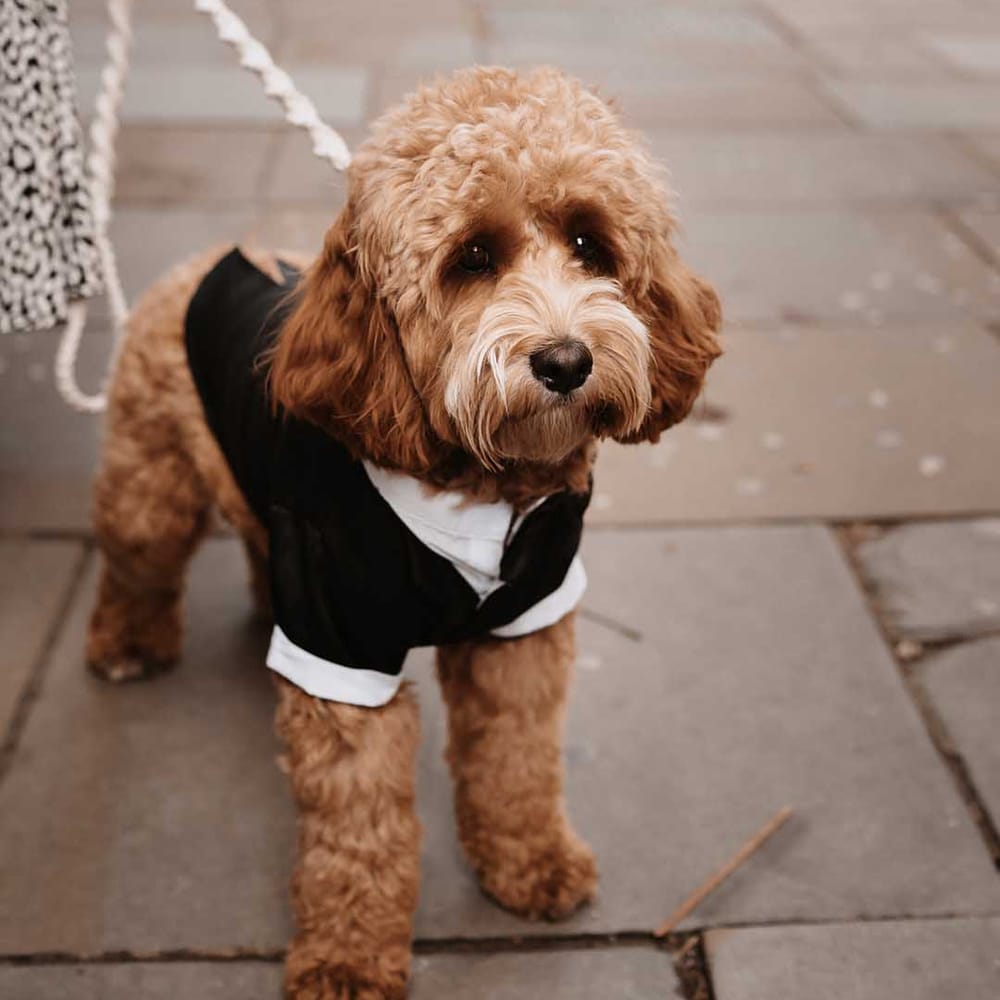 Ginger Cockapoo in his doggy wedding outfit at Chelsea Town Hall Wedding 