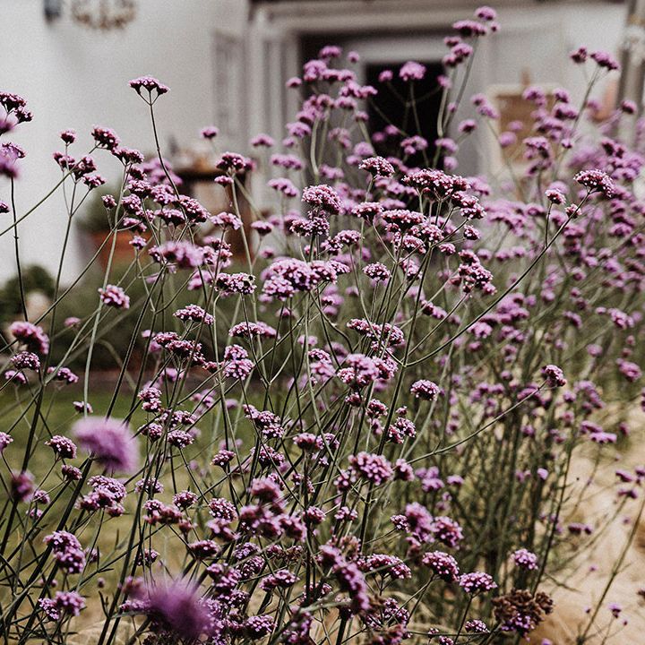 Purple wildflowers at the Treseren wedding venue based in Cornwall