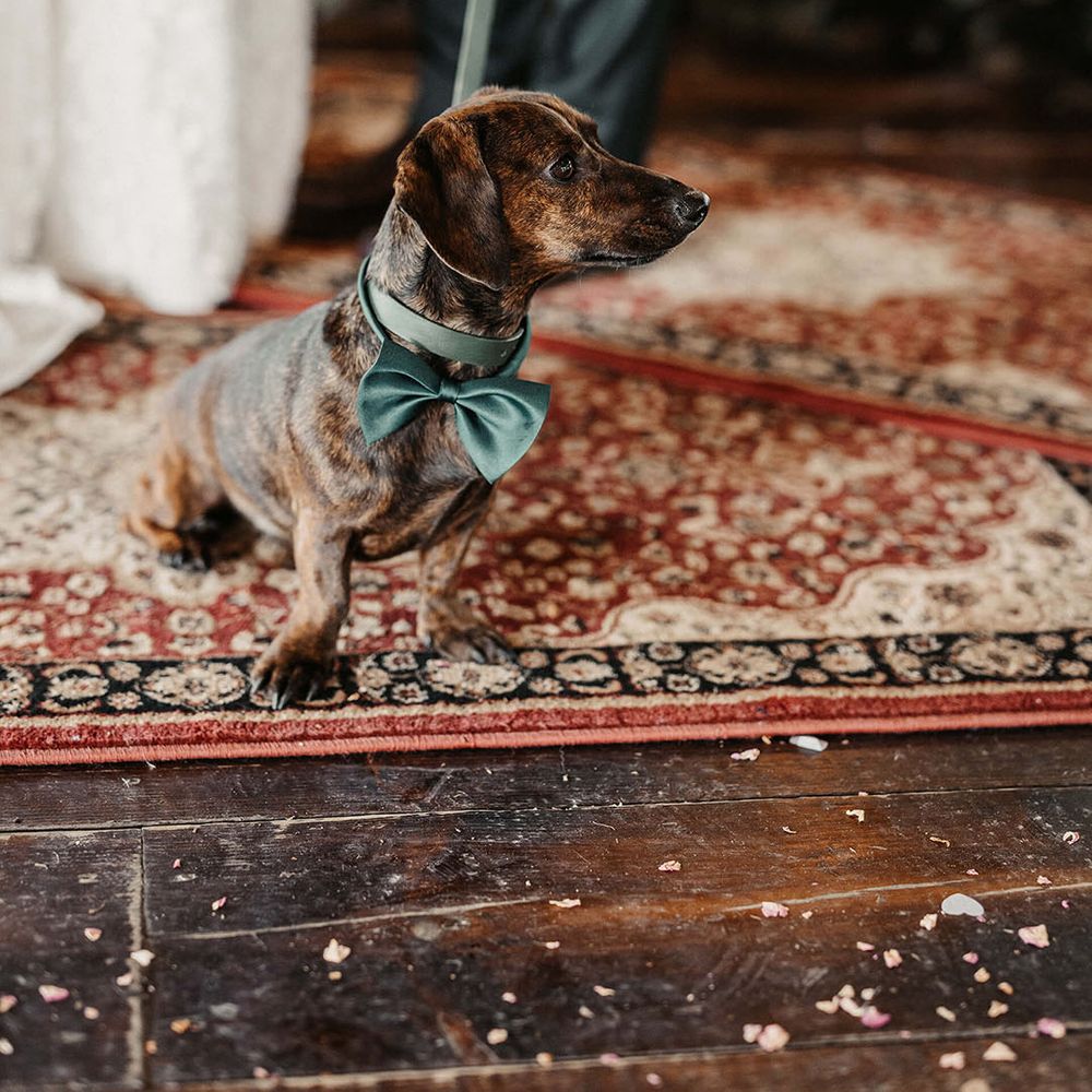 Sausage dog wears green bow tie 