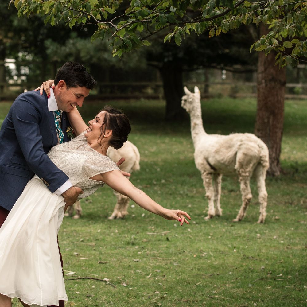 Bride & groom dance in a field with alpacas 