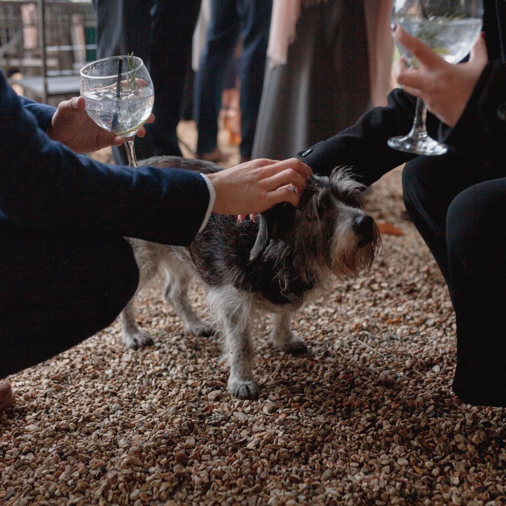 Wedding guest stroking dog holding gin glasses 