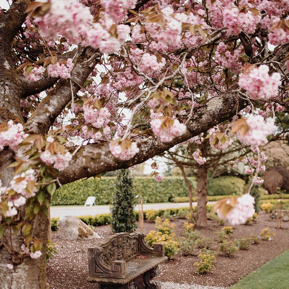 Cherry Blossom Tree at BallyKealey House in Co. Carlow, Ireland 