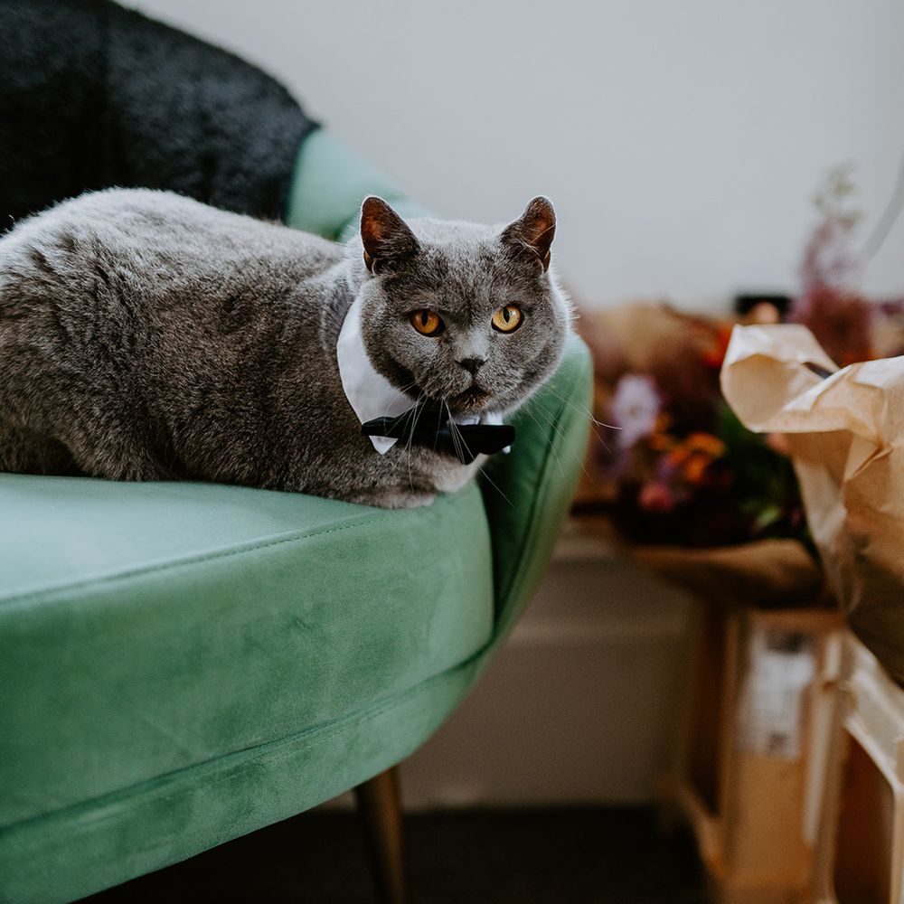 The couple’s grey cat Bowie wears a collar and bow tie while lounging on a green sofa