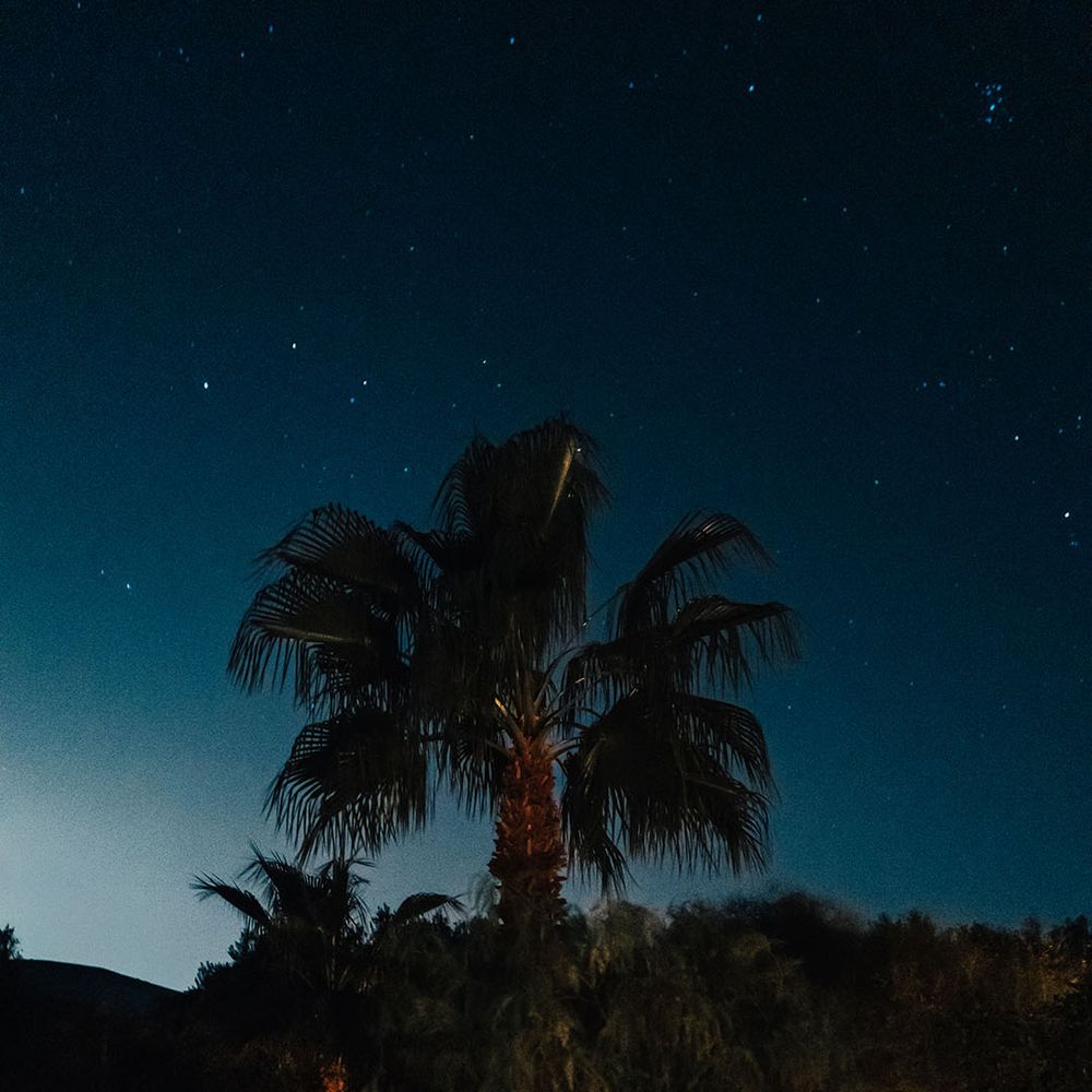 Palm tree against the night sky backdrop with stars 