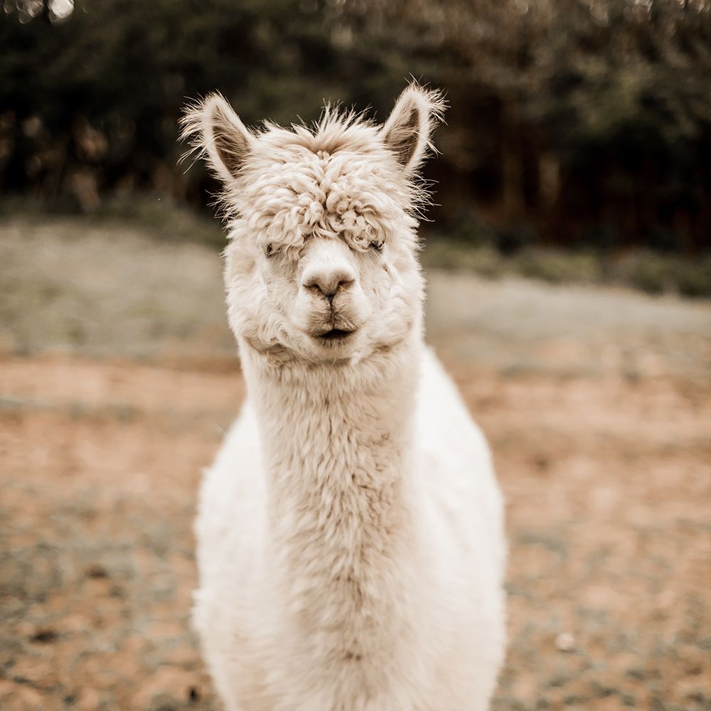 White alpaca farm animal 